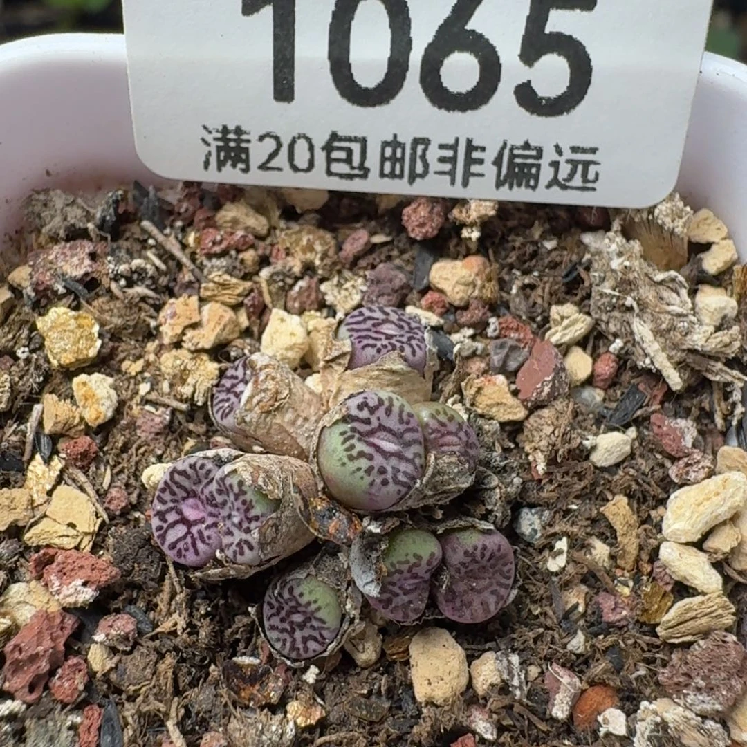 RR714带盆土9头。