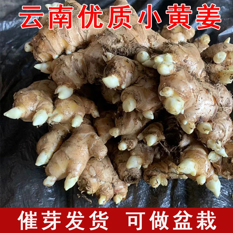 云南高产小黄姜老品种姜芽农家老姜已催芽高产姜新鲜姜