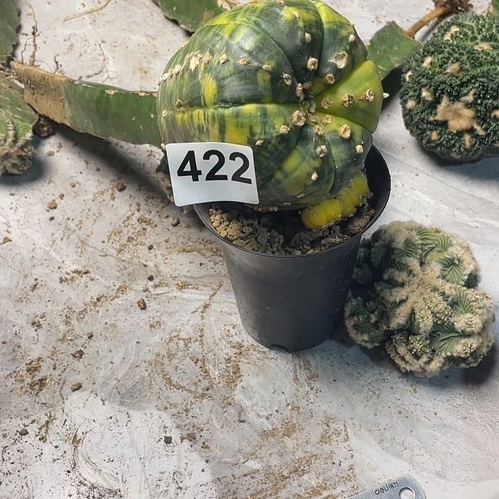 完全开放422兜锦一个