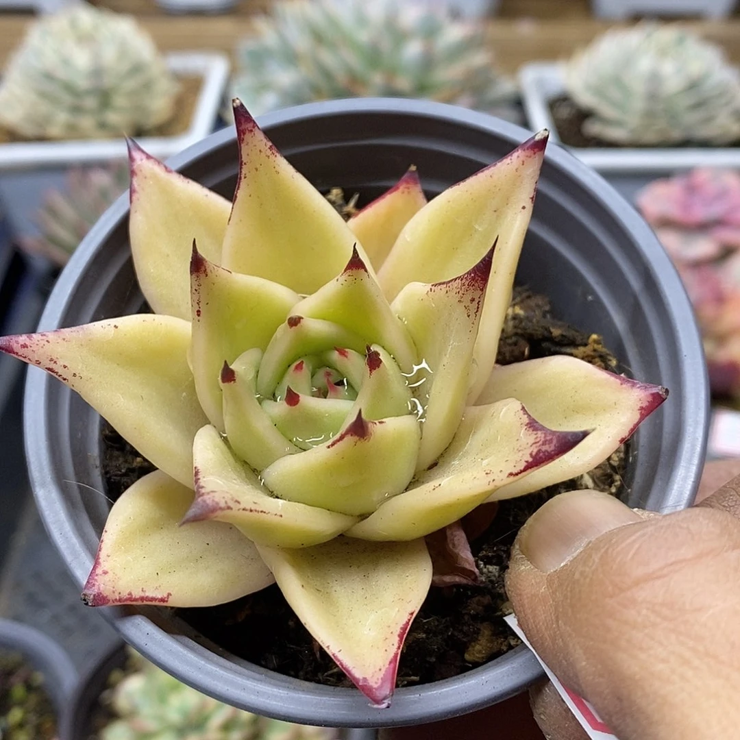 23192 精控星星锦