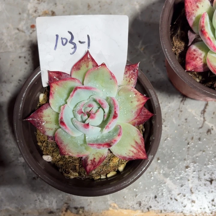 勤***103-1号小惊鸿仙子