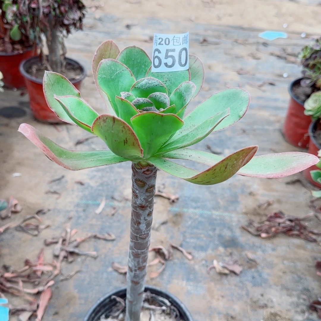 艳姿650满20包邮断枝不包