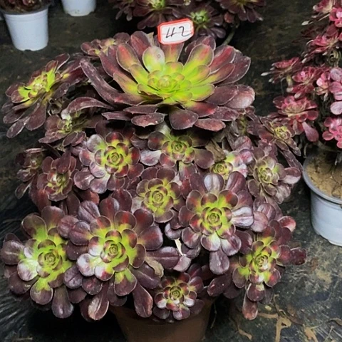 红晚霞老桩捧花42号