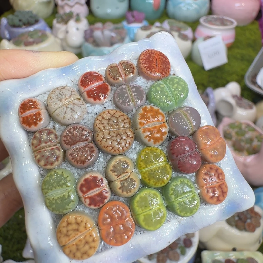 多肉植物福利冲1297