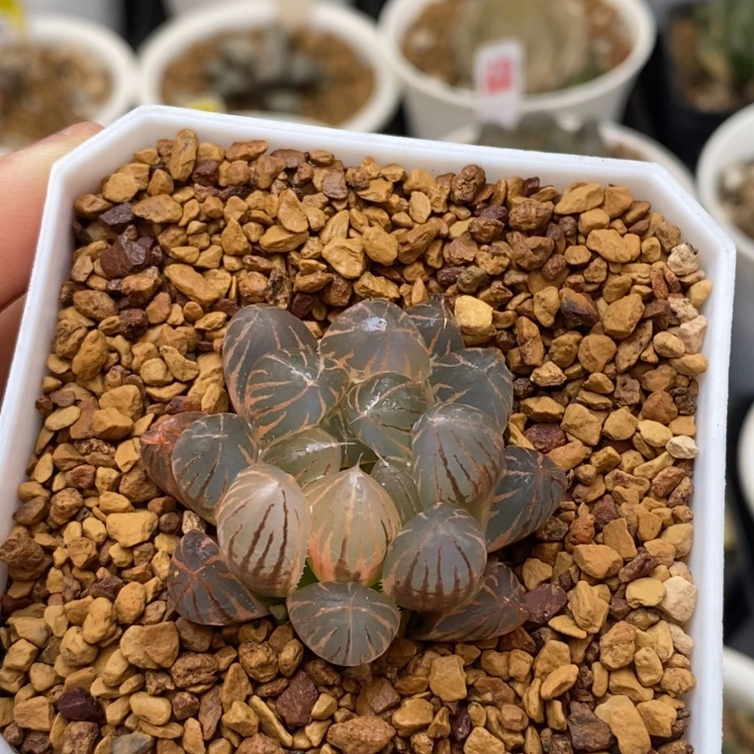 382糊斑霓虹灯玉露多肉植物