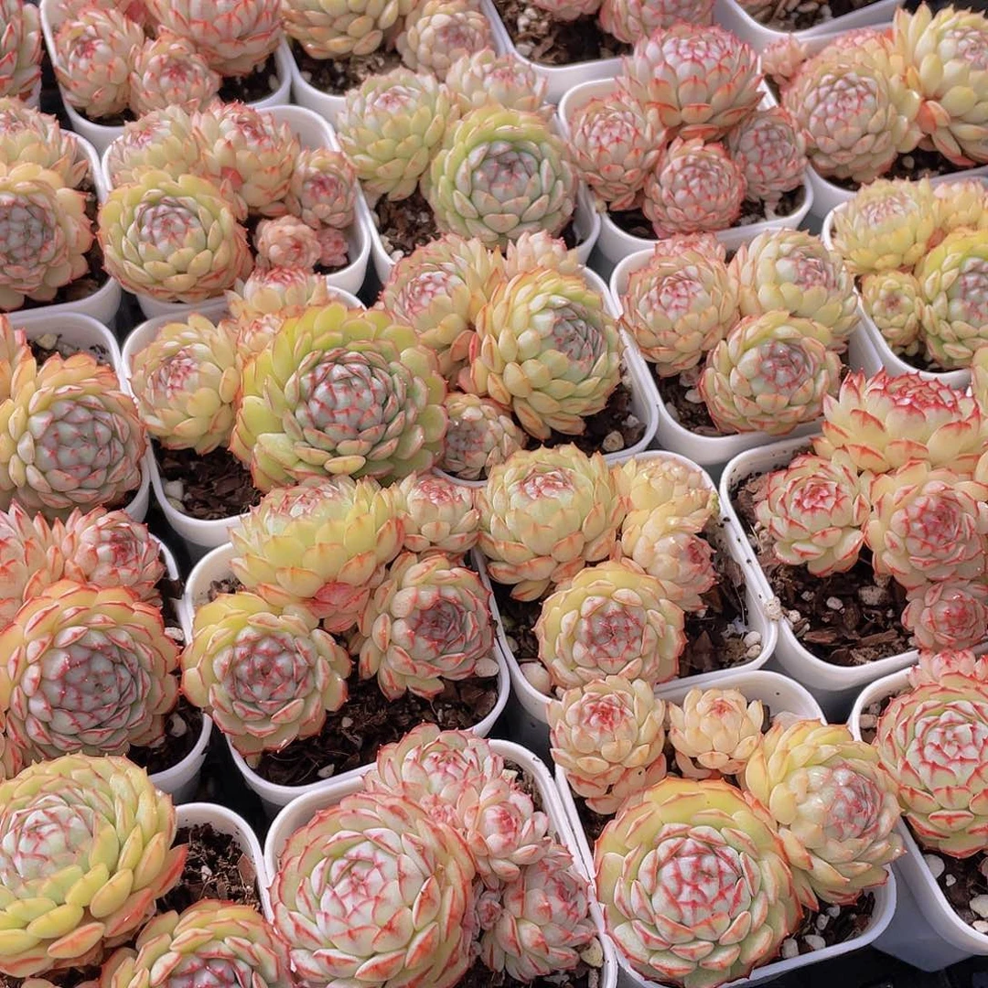 量拍12号 小红船小红p群生一个