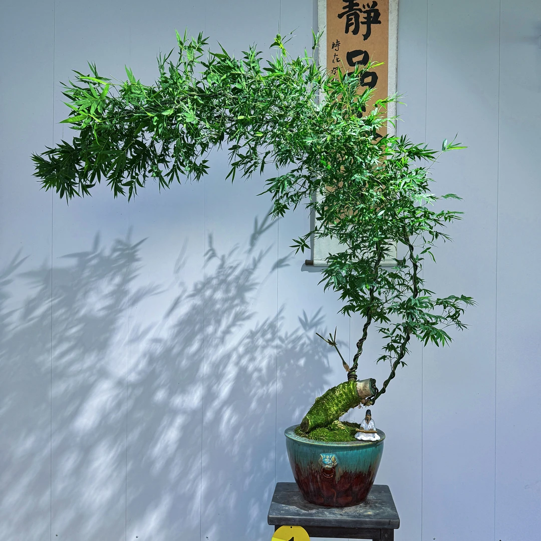 复古禅意诧寂风#一款提升家居品味的高端典雅大气小叶簕竹的盆景。