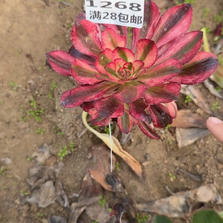 若***尘1268三号棚嫁接红钻F