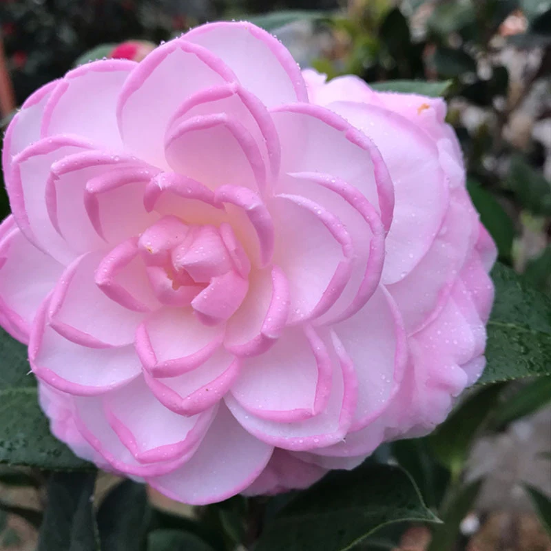 桃花公主菲利克斯粉色云杂稀有名贵品种盆栽地栽好养易活花卉