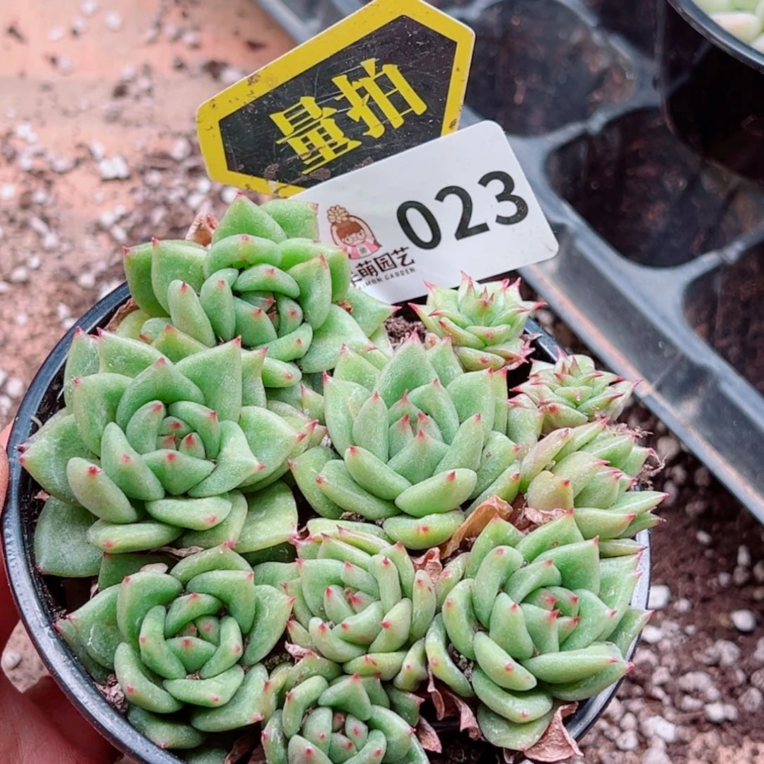 当前无花朵，栽培后可花朵