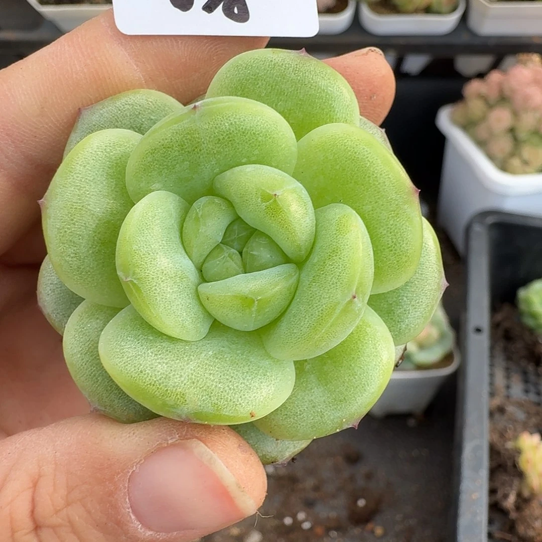 一物一拍一物一拍12-13-638