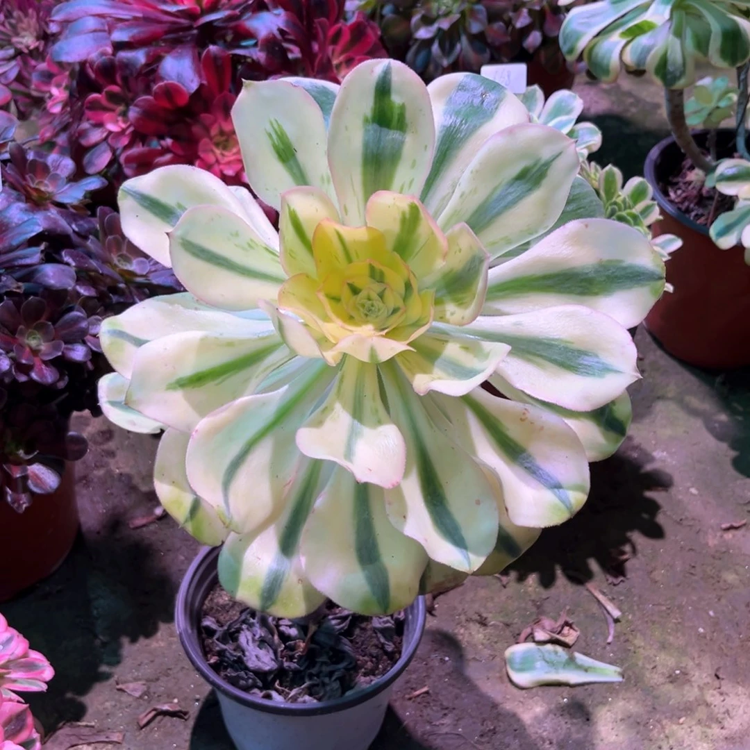 多肉植物燕姿675