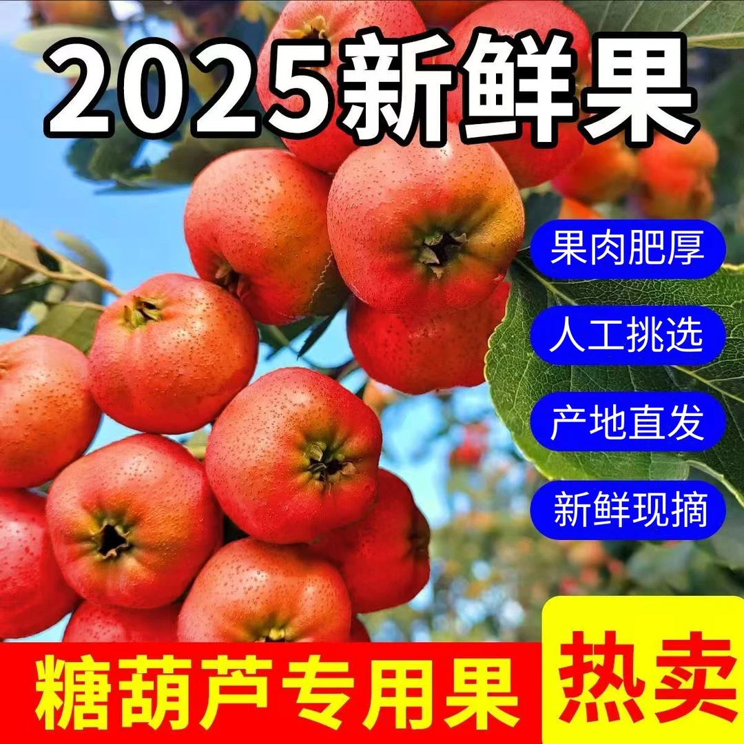25年精选特大山楂新鲜山里红冰糖葫芦原料农家自种当季果园泡茶水