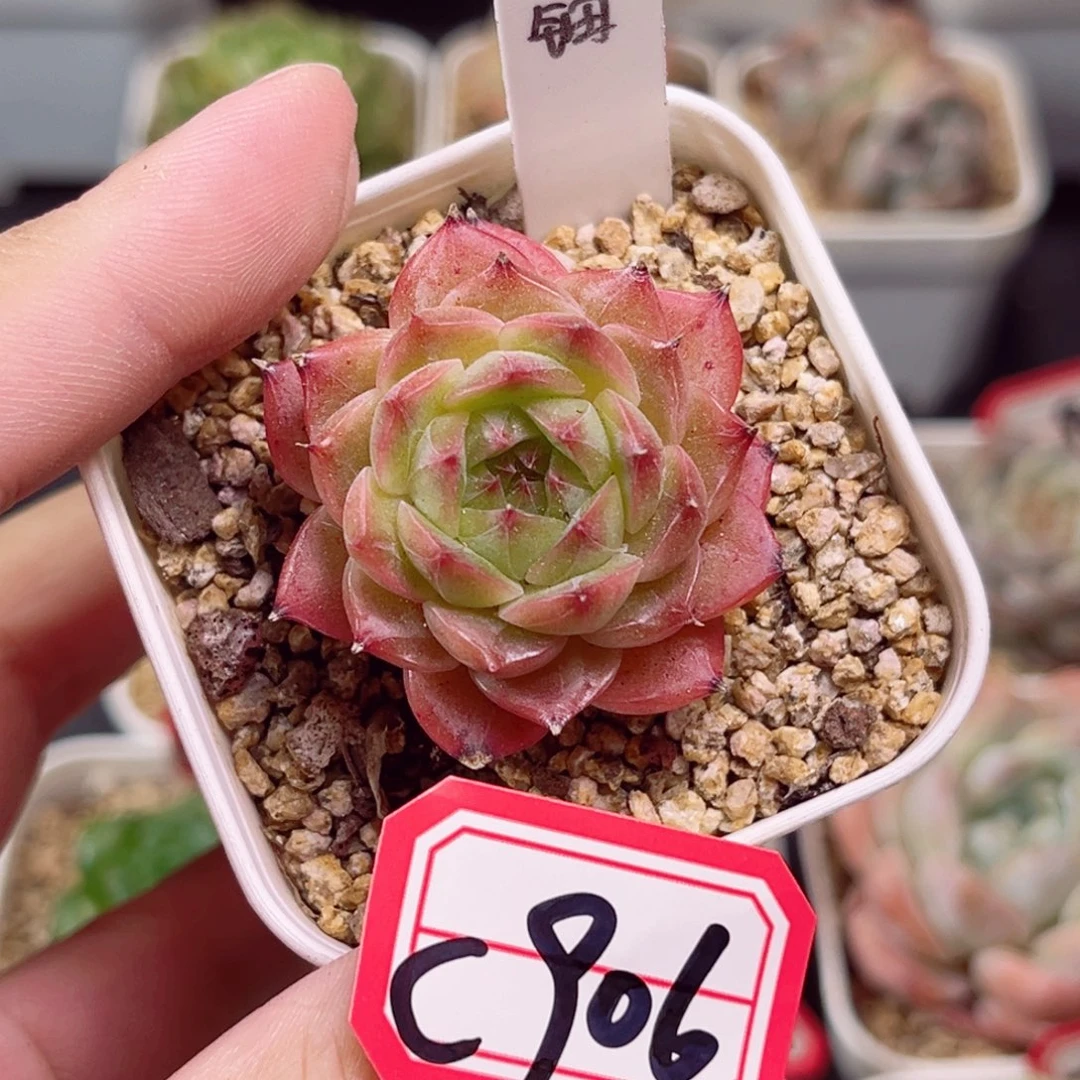 C906 一物一拍 18包邮 花钿
