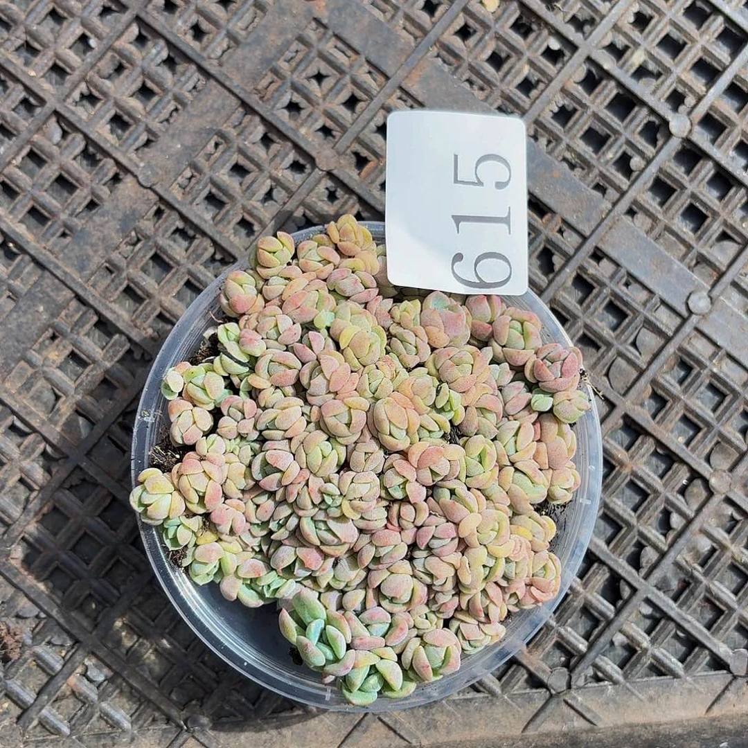 多肉植物多肉植物615