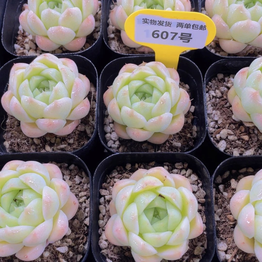 607号 冰透小胖子麦秆一个