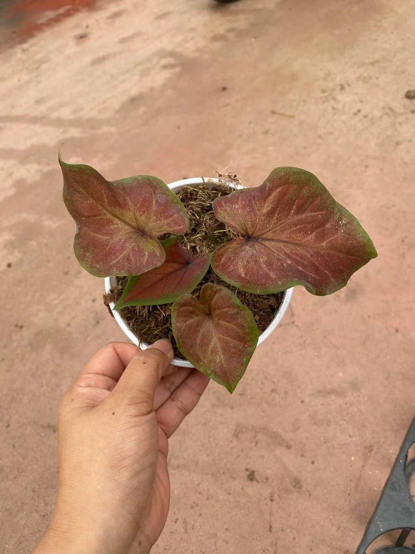 花都优选 彩叶芋(黑骑士）