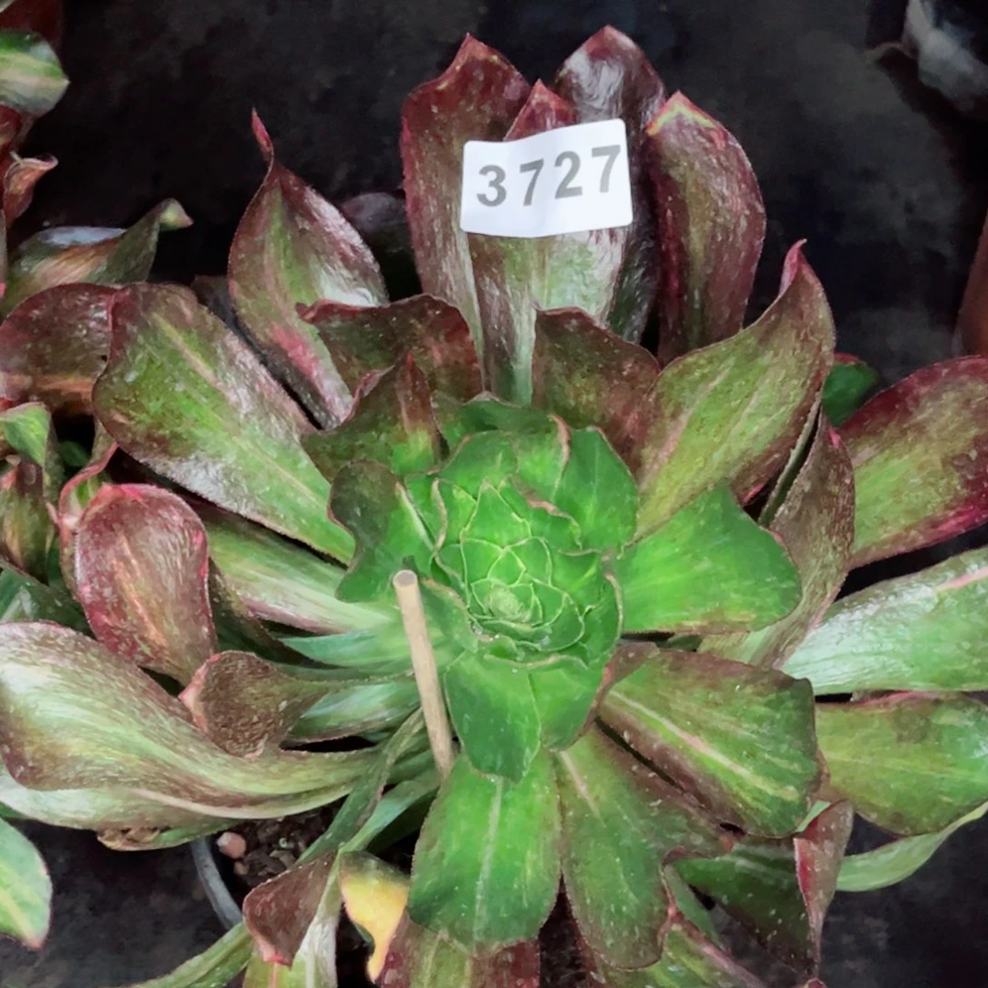 小冰七彩特价发货