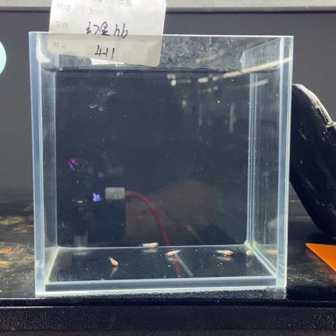 斗鱼包活不包损所见即所得097