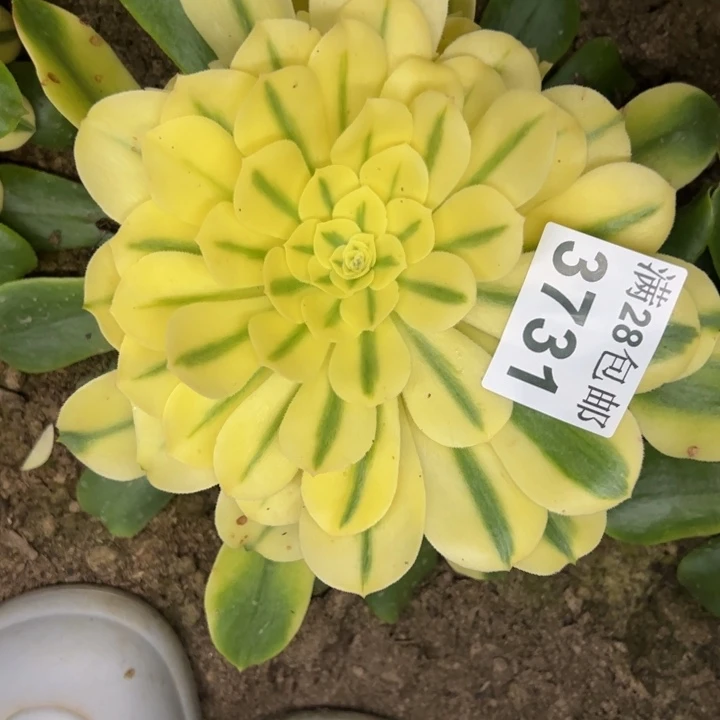 3731南雪莲多肉植物