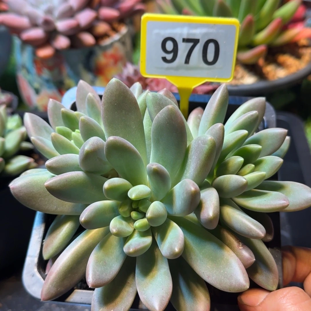 多肉植物橙色奇迹970