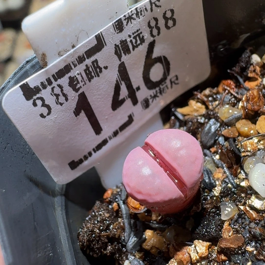 Ssss精品生石花146红菊水