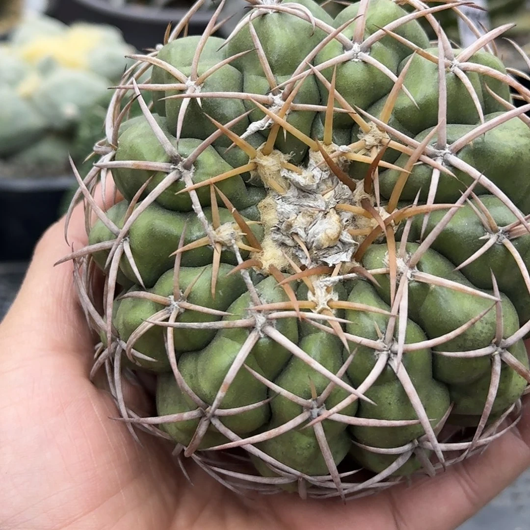 实生圆盘玉仙人球