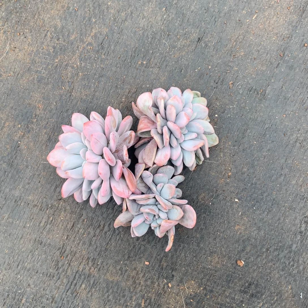 多肉植物 一物一拍