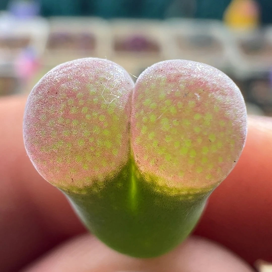 42优选粉流沙鼓鼓窗