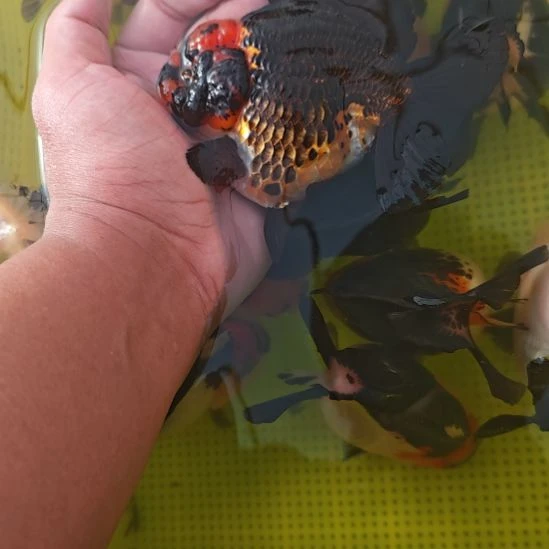 黑红玛丽泰狮金鱼