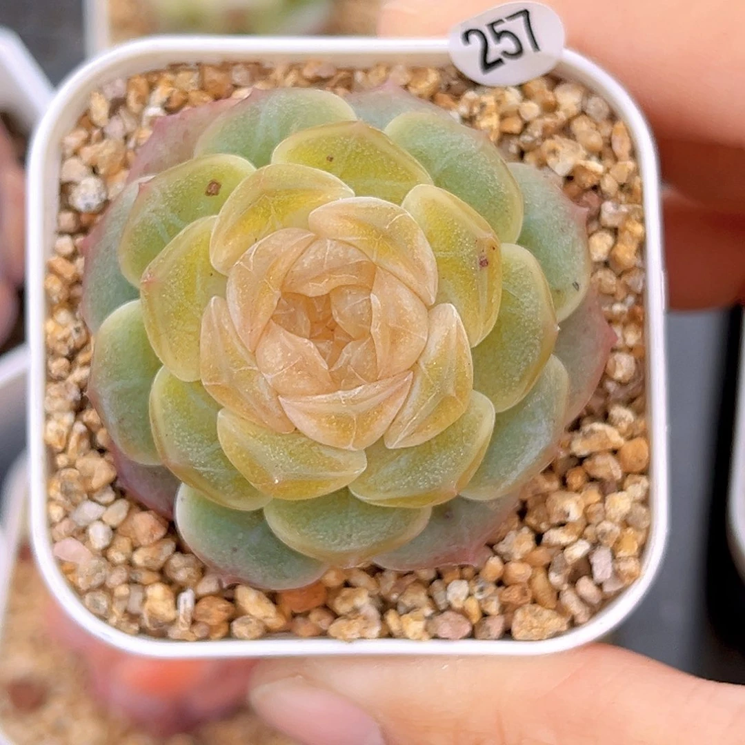 257 无尽灯  满18包邮