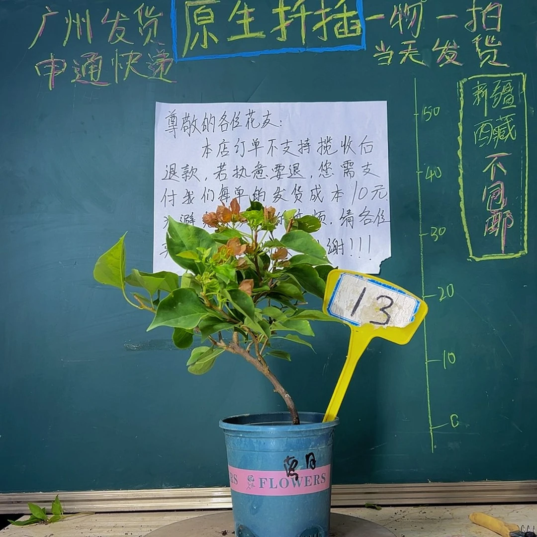 当前无花栽培后可以开花落日 13