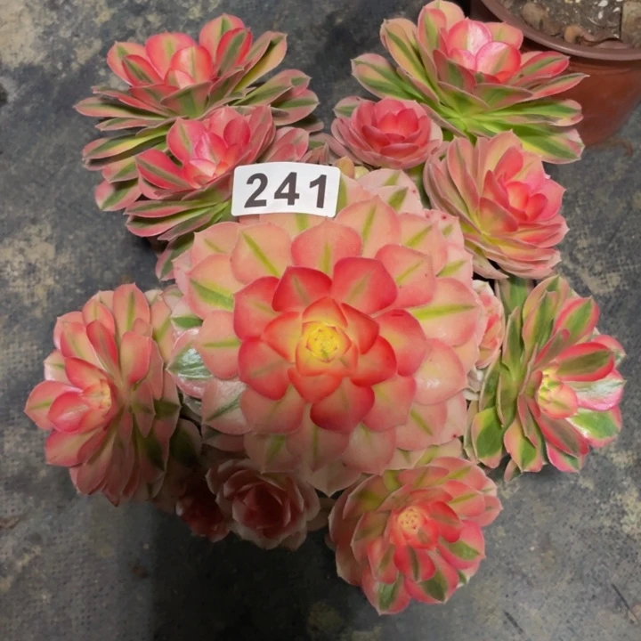 241老庄多肉法师倾城