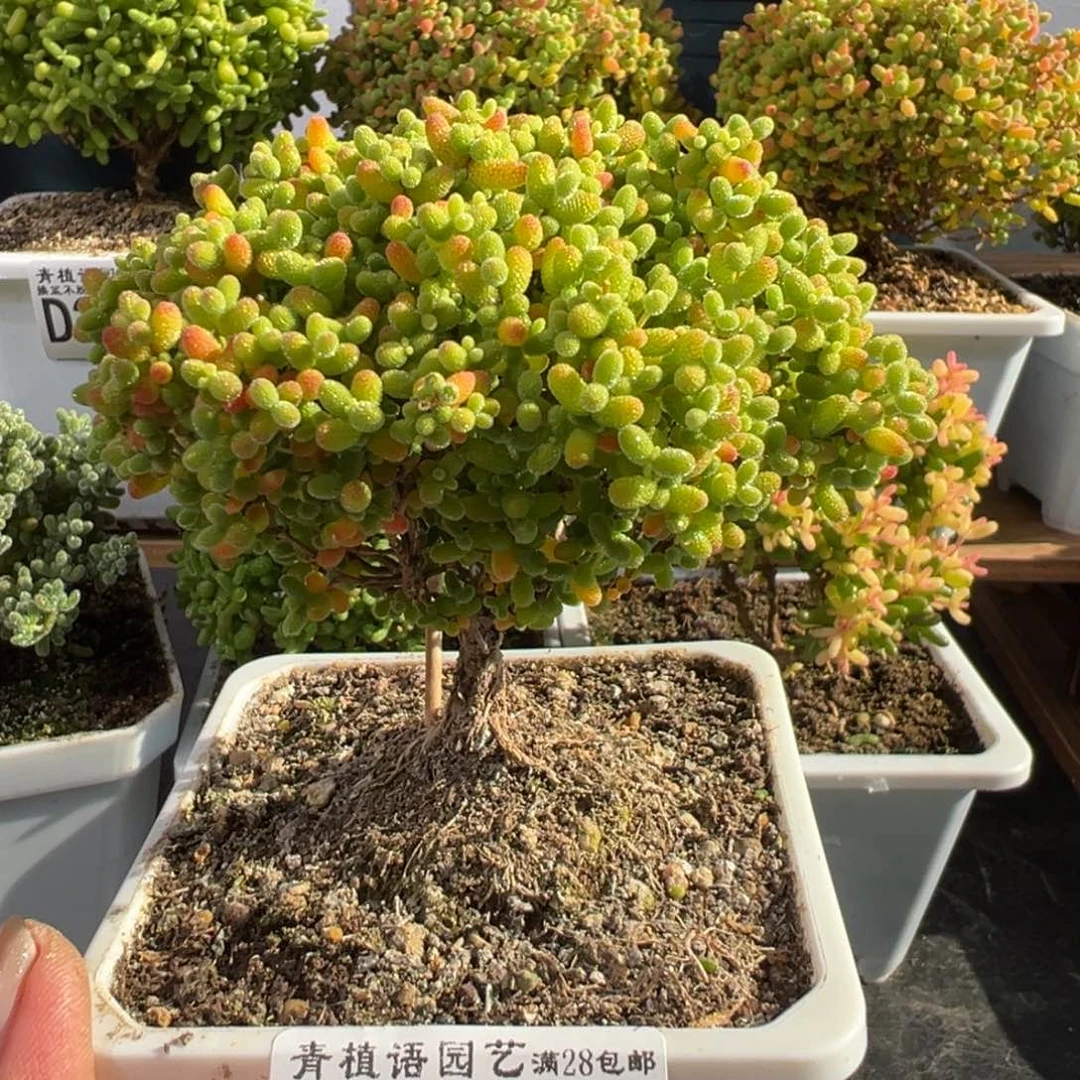 D2715蜜桔直腿小树
