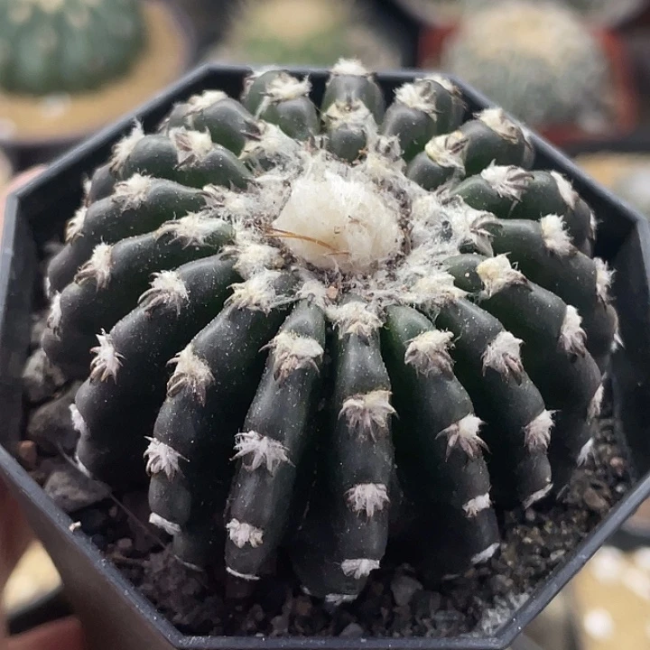 奇特球实生仙人球