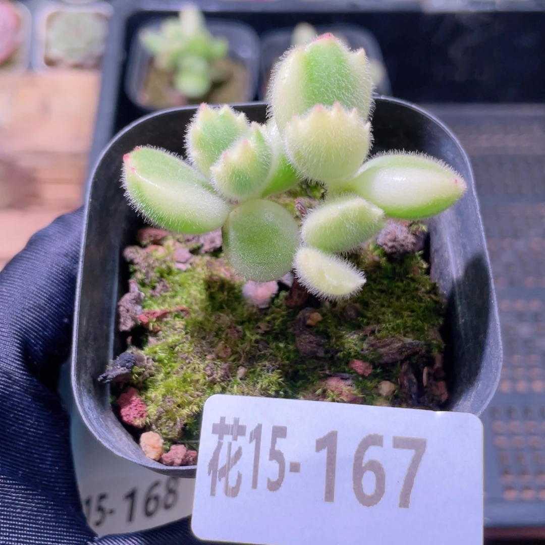 花利美15-167彩熊 不售后