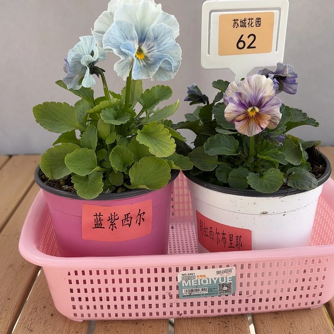 大部分开放少量花苞62