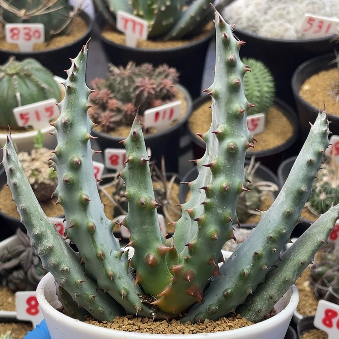 实生强刺宽叶王刺锦芦荟