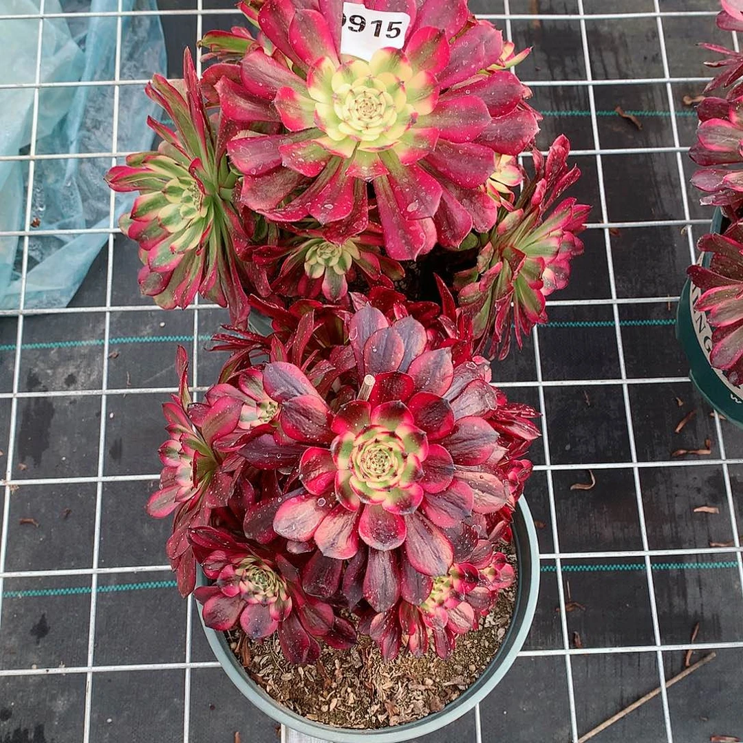 花**贵915.舞天姬，美姬多肉植物