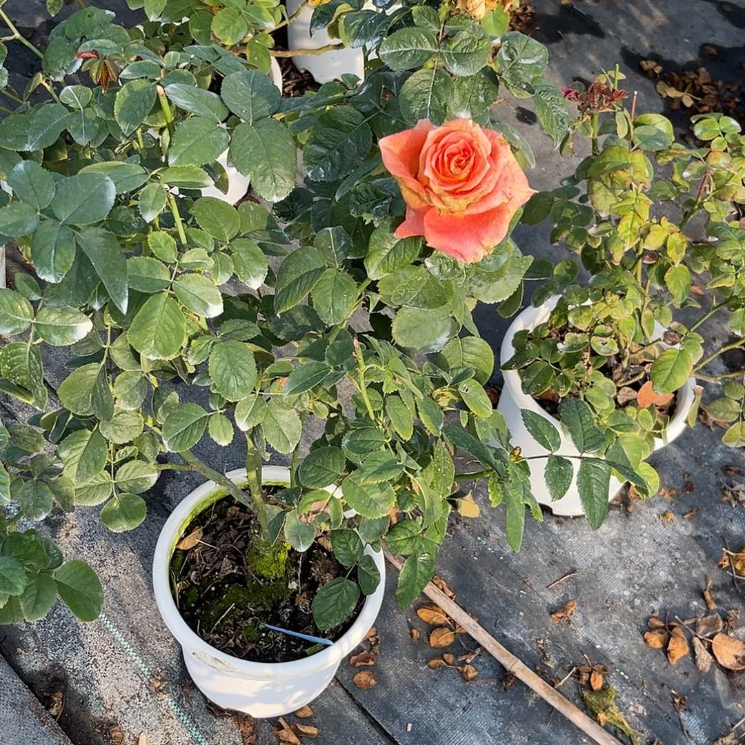 无花朵———-格兰迪斯 大苗