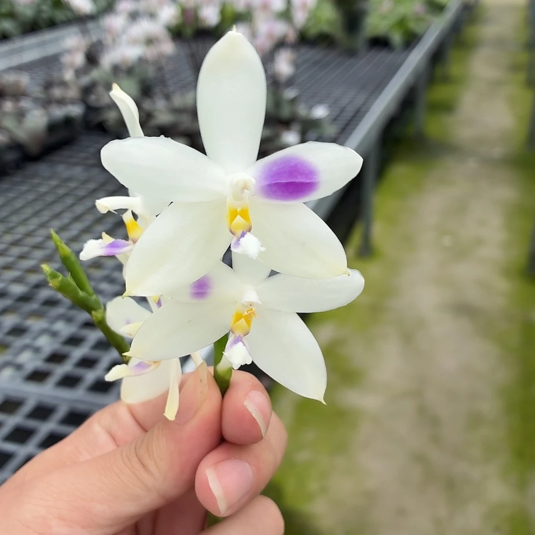 当前无花朵，栽培后可花朵A178海洋之心