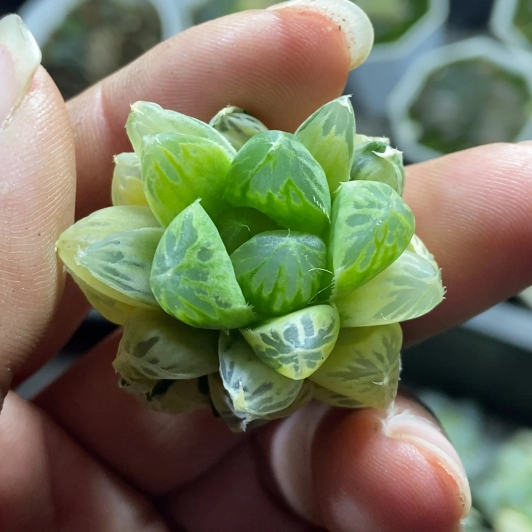 黄***笑是是是是是是是是是寿