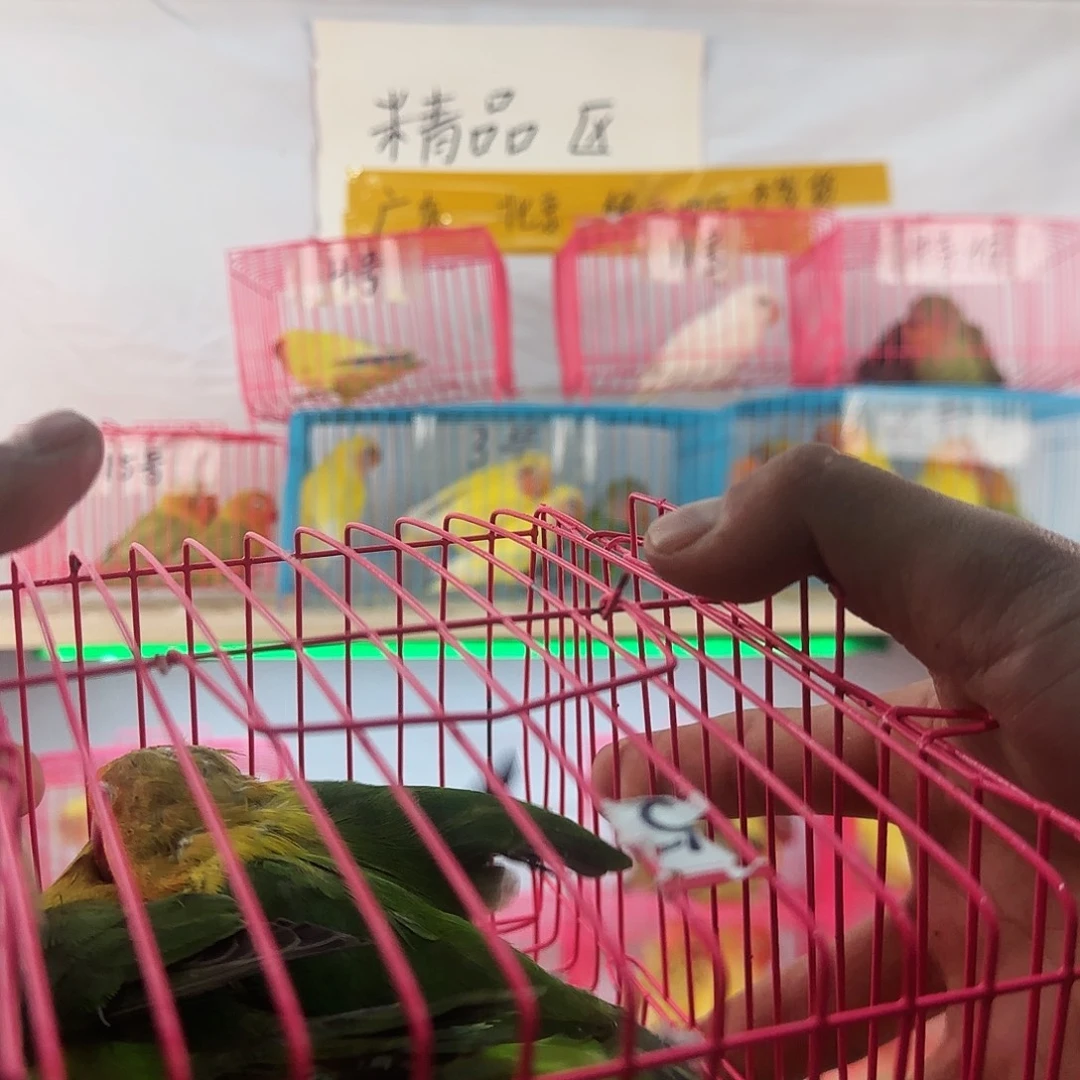 豹***子虎皮鹦鹉一物一拍