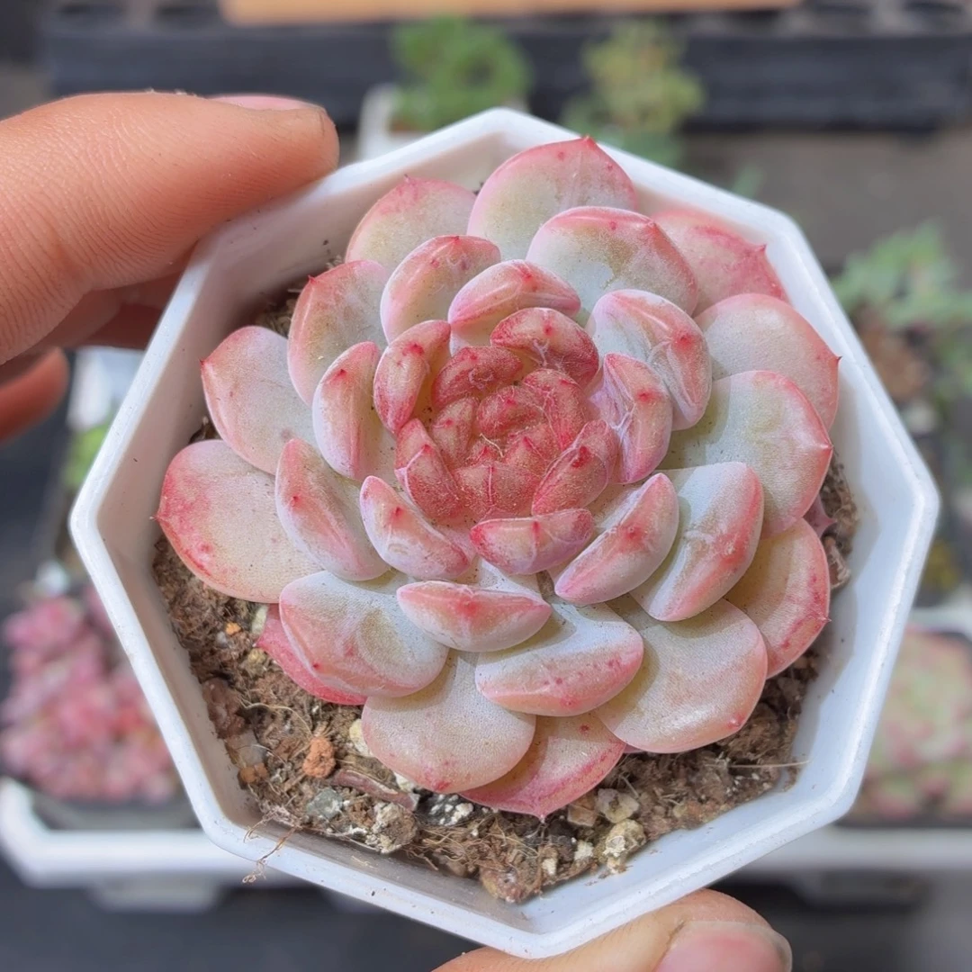 葡萄珍妮多肉9.9包邮发货