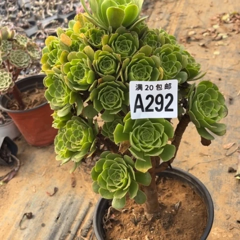 292绿羊绒不包断枝