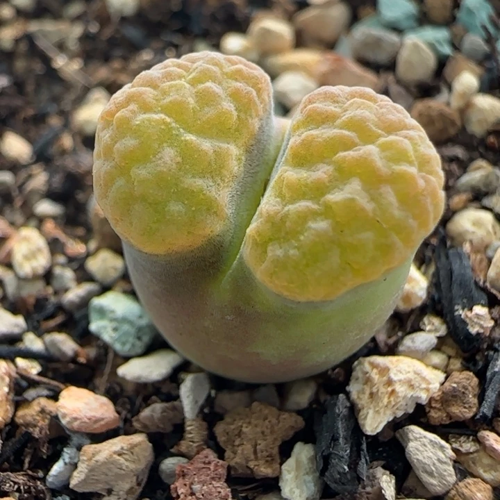多肉植物超级紫磁93号