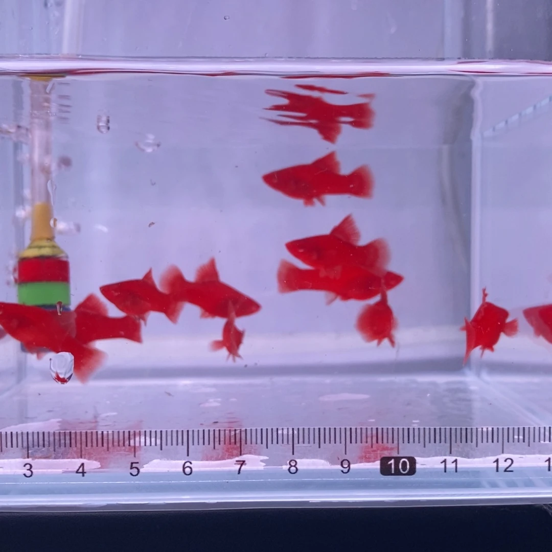 红剑鱼红剑鱼苗10条
