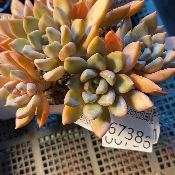 幸运的是我还在努力地