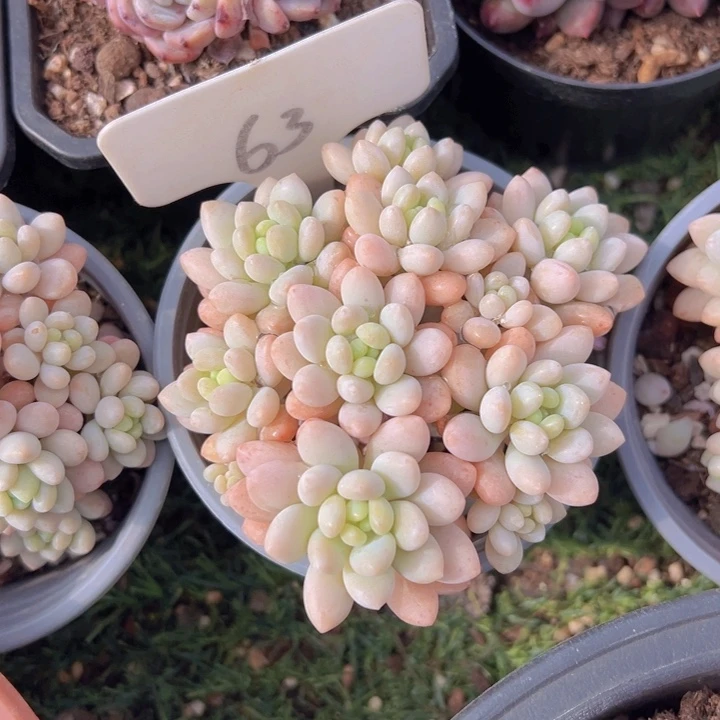 健健康康平平安安