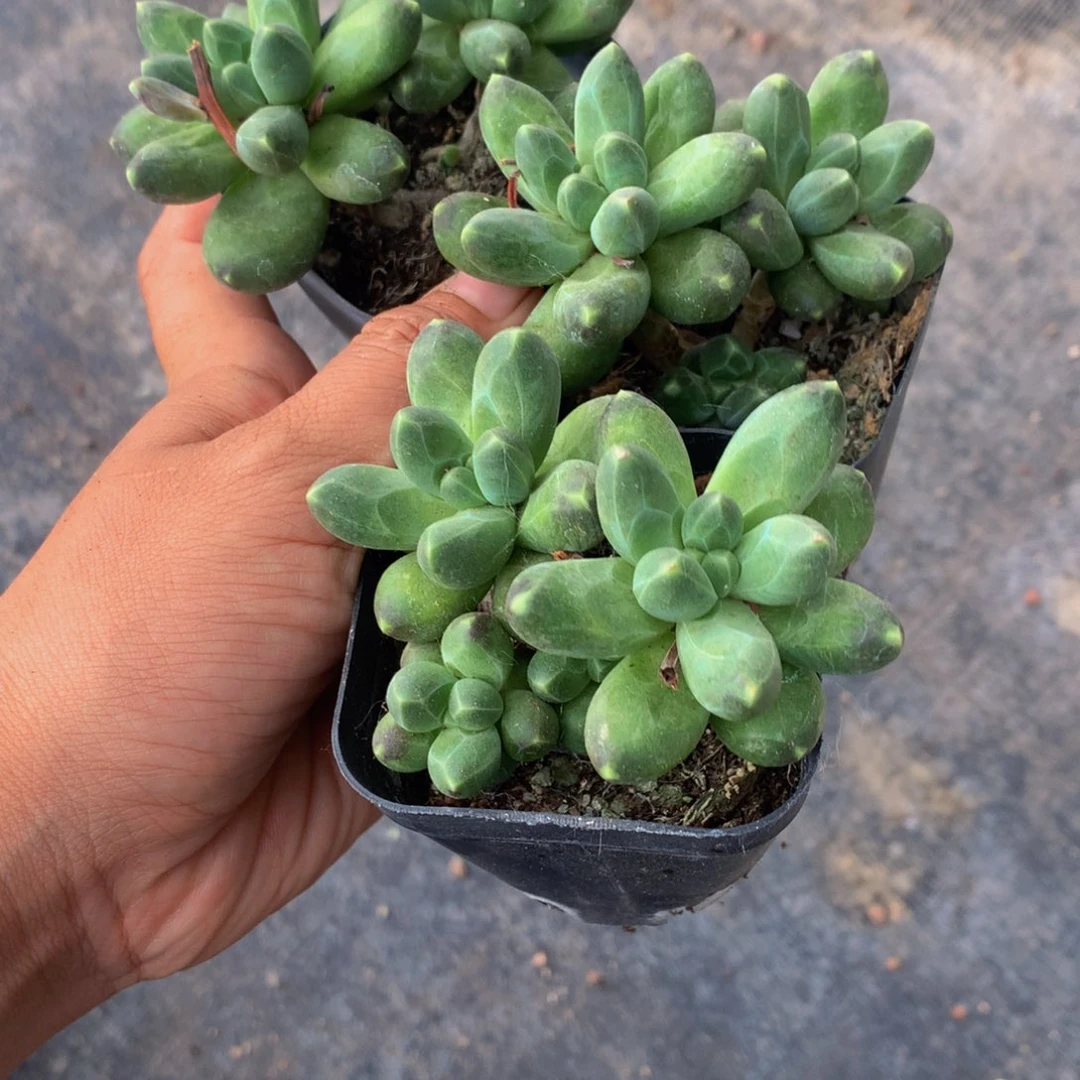 千代田。双头。（不满9.99发叶子）